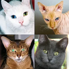 Скачать взломанную Cats Quiz Guess Popular Breeds  [МОД Все открыто] - последняя версия apk на Андроид
